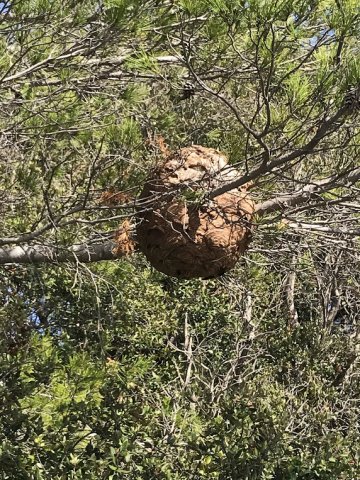 Destruction de nid de frelons à Cavalaire-sur-Mer